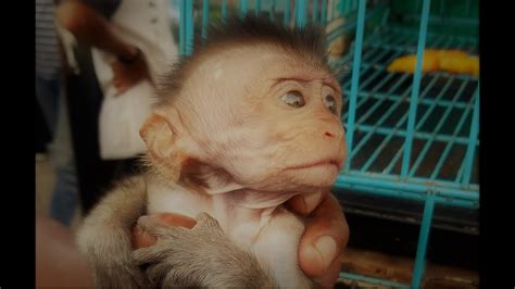 New baby monkey Manuel by KarenMafia treerat KarenMafia babymonkey millionpity macaque pet. . Tree rat m9nky videos